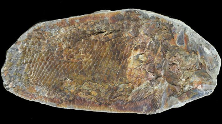 Triassic Fossil Fish In Nodule - Madagascar #53753